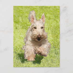 Wheaten Scottie Running Free Postkarte
