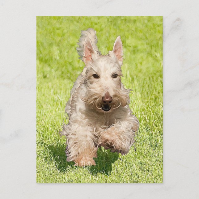Wheaten Scottie Running Free Postkarte (Vorderseite)