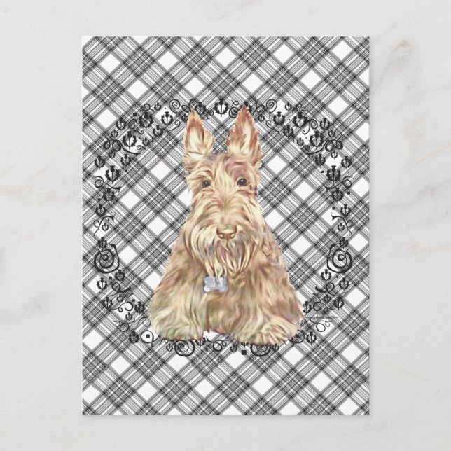 Wheaten Scottie Tartan Postkarte (Vorderseite)