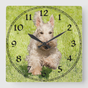 Wheaten Scottish Terrier Clock Quadratische Wanduhr