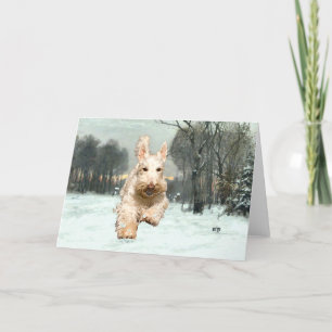 Wheaten Scottish Terrier Greeting Card Karte