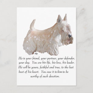 Wheaten Scottish Terrier - Männlicher Hund Postkarte