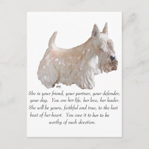 Wheaten Scottish Terrier - WEIBLICHER Hund Postkarte