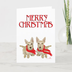 Wheaten Scottish Terrier Weihnachten