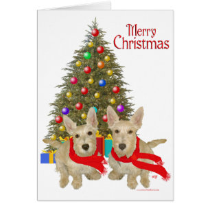 Wheaten Scottish Terrier Weihnachten