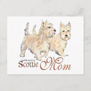 Wheaten Scottish Terriers für den Muttertag Postkarte