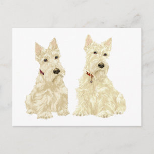 Wheaten Scottish Terriers Postkarte