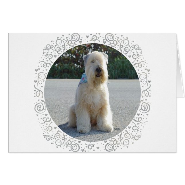 Wheaten Terrier (Vorderseite (Horizontal))