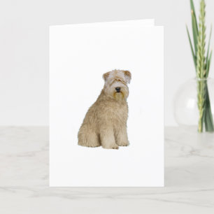 Wheaten Terrier (B) (Sit) Karte
