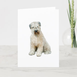 Wheaten Terrier (C) Karte