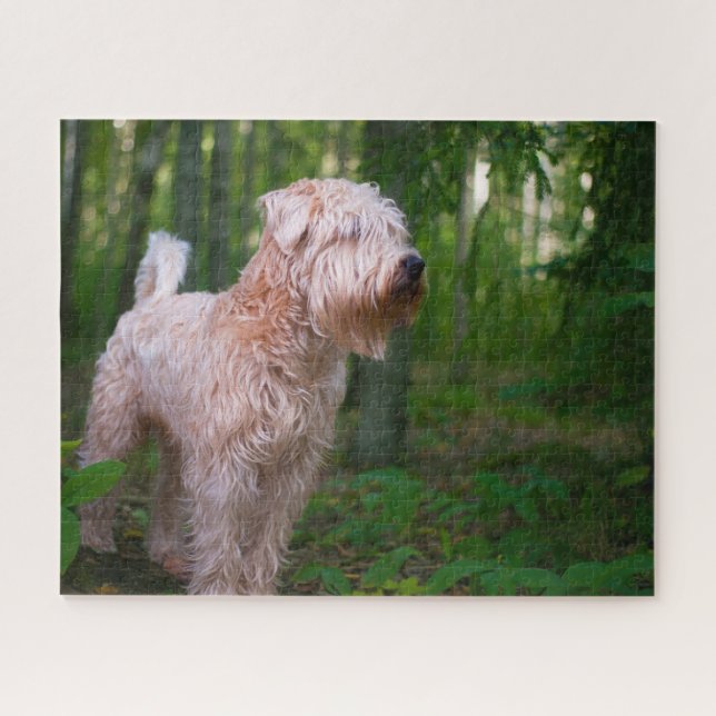Wheaten Terrier Dog Jigsaws. Puzzle (Horizontal)