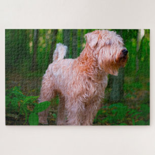 Wheaten Terrier Hund Puzzles. Puzzle