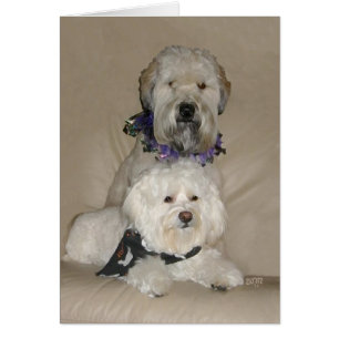 Wheaten Terrier und Havanese