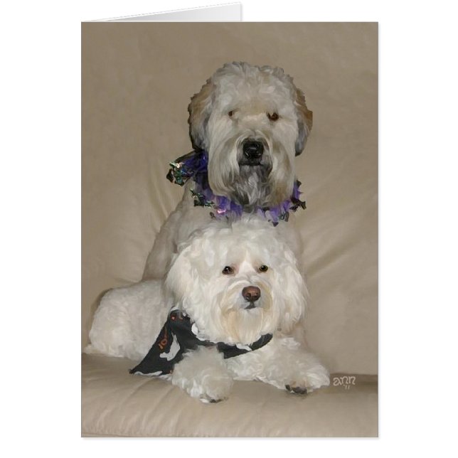 Wheaten Terrier und Havanese (Vorne)