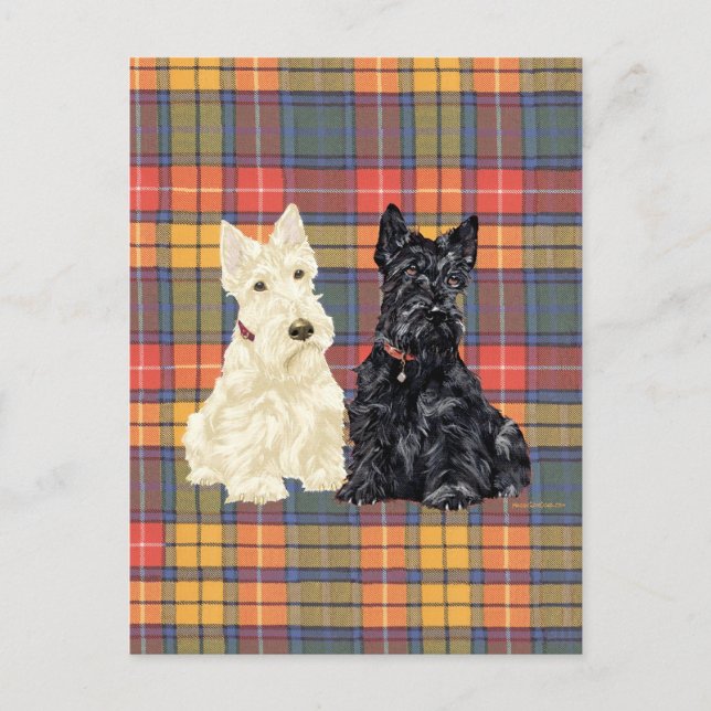 Wheaten und Black Scottish Terriers Postkarte (Vorderseite)