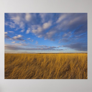 Wheatgrass and dramatic skies at Freezeout Lake Poster
