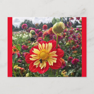 Wheels Dahlia Postkarte