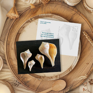 Whelk-Meeresschnecken-Vergleichsfotografie Postkarte
