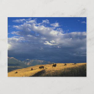 Where The Buffalo Roam Postcard Postkarte