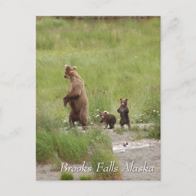 Where we going mom, Brooks Falls Alaska  Postkarte (Vorderseite)