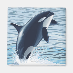 Whidbey Insel, WashingtonOrca Springen Magnet