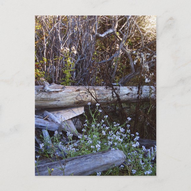 Whidbey Island 1 Postkarte (Vorderseite)