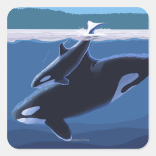 Whidbey Island, Washington Orca und Calf Quadratischer Aufkleber