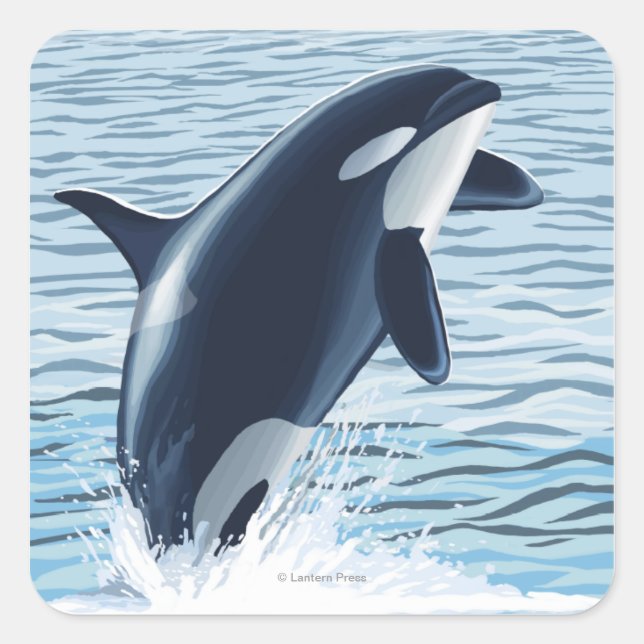 Whidbey Island, WashingtonOrca Jumping Quadratischer Aufkleber (Vorderseite)