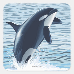 Whidbey Island, WashingtonOrca Jumping Quadratischer Aufkleber