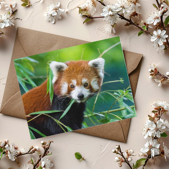 Whimsical Gaze - The Red Panda Postkarte (Von Creator hochgeladen)