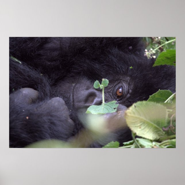 Whimsical Gorilla Poster (Vorne)