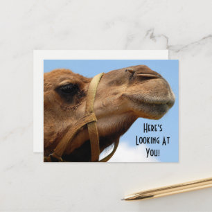 Whimsical "Here's Looking At You" Camel Gruß Postkarte