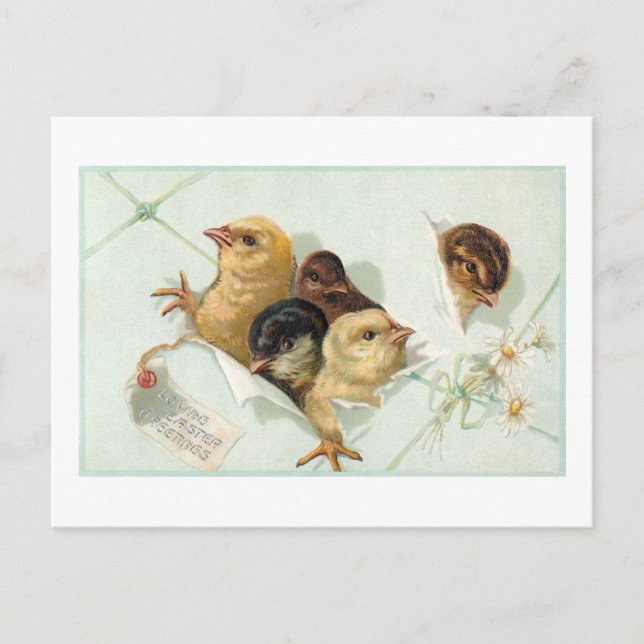 Whimsical Osterchicks mit Daisis und Gruß Postkarte (Vorderseite)
