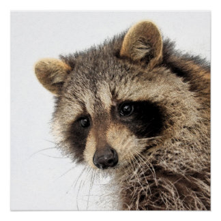 Whimsisches Raccoon Glossy Poster