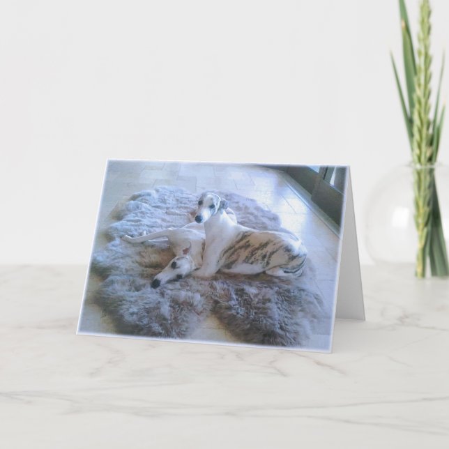 Whippet Dogs Karte (Vorderseite)