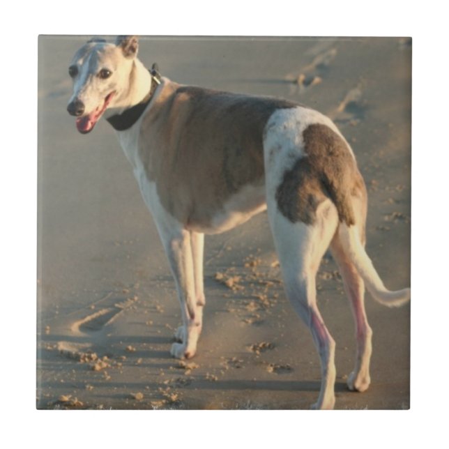 Whippet Fliese (Vorderseite)
