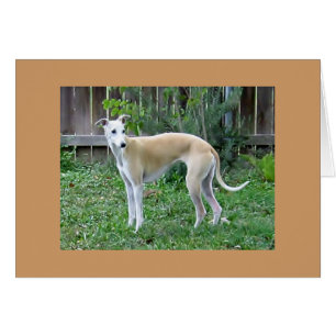 Whippet Hound Greeting Card