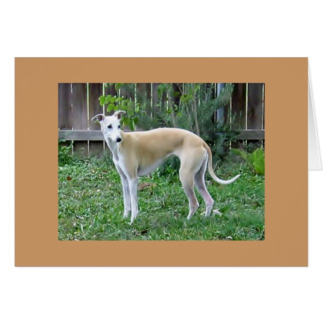 Whippet Hound Greeting Card (Vorderseite (Horizontal))