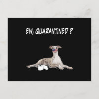 Whippet Hund Ew isoliert Hund tragen eine Gesichts
