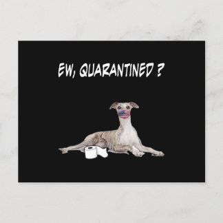 Whippet Hund Ew isoliert Hund tragen eine Gesichts Feiertagspostkarte