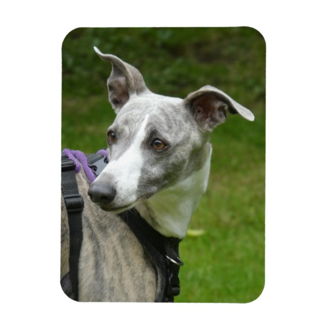Whippet Kühlschrankmagnet Magnet (Vertikal)