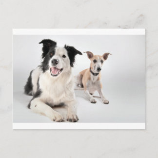 Whippet mit einer Grenzkollie Postkarte
