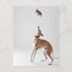Whippet mit Spielzeug Postkarte