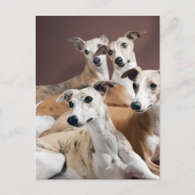 Whippet-Ofen Postkarte (Vorderseite)