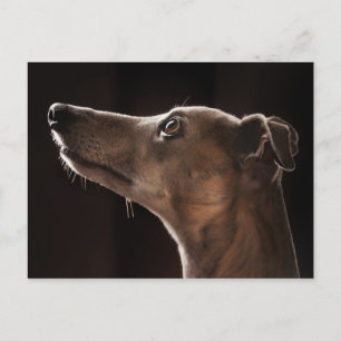 Whippet Postkarte