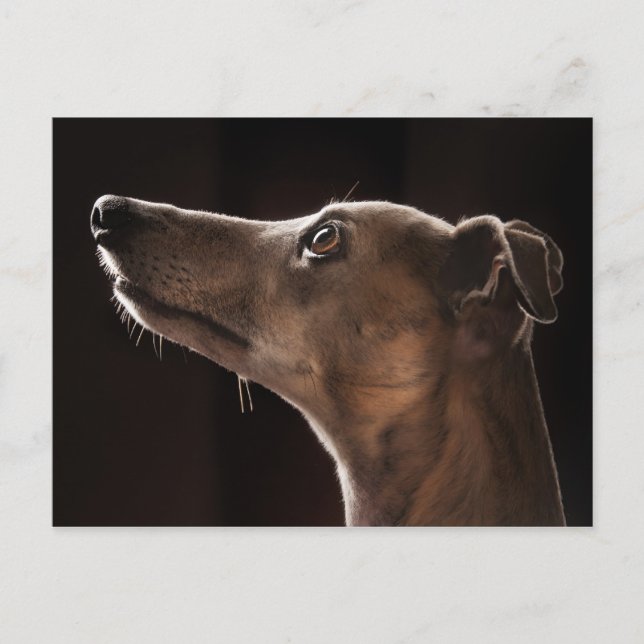 Whippet Postkarte (Vorderseite)