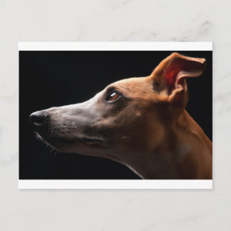 Whippet Postkarte