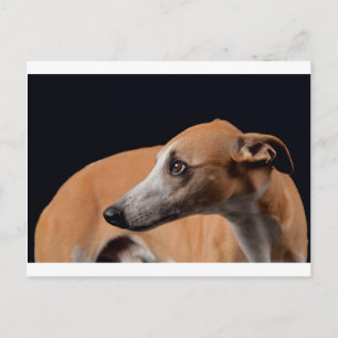 Whippet Postkarte