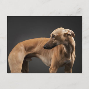 Whippet Postkarte