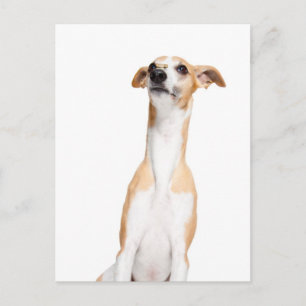 Whippet Postkarte